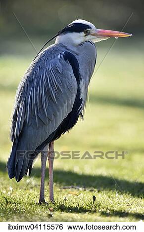 Grey Heron (Ardea cinerea) standing in a meadow, Baden-Wurttemberg, Germany, Europe View Large Photo Image Stock Photograph - Grey Heron (Ardea cinerea) standing in a meadow, Baden-Wurttemberg, Germany, Europe. Fotosearch