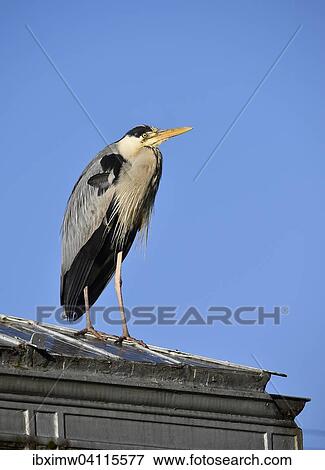 Grey Heron (Ardea cinerea) standing on a roof, Baden-Wurttemberg, Germany, Europe View Large Photo Image Stock Photo - Grey Heron (Ardea cinerea) standing on a roof, Baden-Wurttemberg, Germany, Europe. Fotosearch