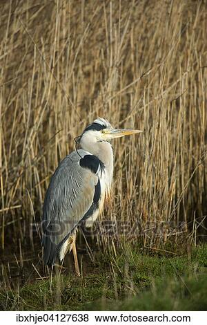 Stock Photo - Grey Heron (Ardea cinerea), Texel, Province of North Holland, The Netherlands, Europe. Fotosearch
