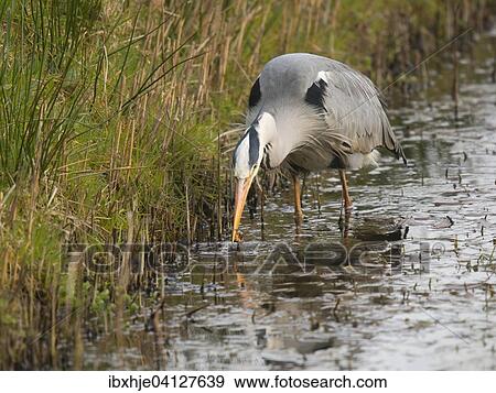 Stock Photo - Grey Heron (Ardea cinerea), Texel, Province of North Holland, The Netherlands, Europe. Fotosearch