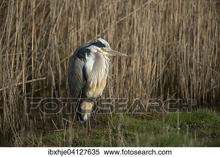 Stock Photography - Grey Heron (Ardea cinerea), Texel, Province of North Holland, The Netherlands, Europe. Fotosearch