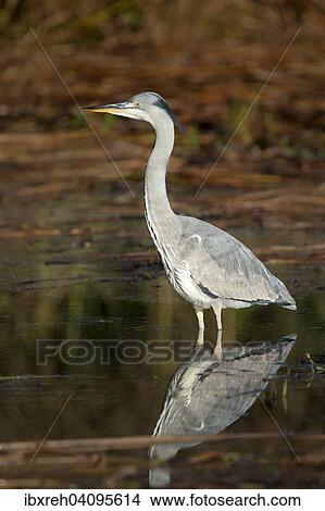 Grey Heron (Ardea cinerea), young bird, Tyrol, Austria, Europe View Large Photo Image Picture - Grey Heron (Ardea cinerea), young bird, Tyrol, Austria, Europe. Fotosearch