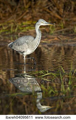 Grey Heron (Ardea cinerea), young bird, Tyrol, Austria, Europe View Large Photo Image Stock Image - Grey Heron (Ardea cinerea), young bird, Tyrol, Austria, Europe. Fotosearch
