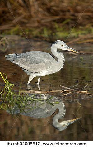 Grey Heron (Ardea cinerea), young bird, Tyrol, Austria, Europe View Large Photo Image Stock Image - Grey Heron (Ardea cinerea), young bird, Tyrol, Austria, Europe. Fotosearch