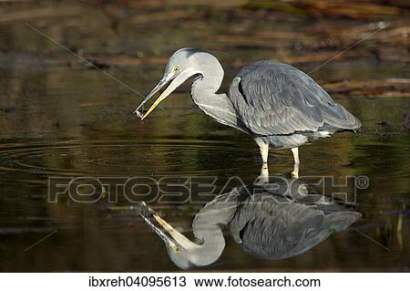 Grey Heron (Ardea cinerea), young bird, Tyrol, Austria, Europe View Large Photo Image Stock Image - Grey Heron (Ardea cinerea), young bird, Tyrol, Austria, Europe. Fotosearch