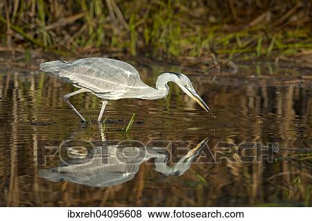 Grey Heron (Ardea cinerea), young bird, Tyrol, Austria, Europe View Large Photo Image Stock Photo - Grey Heron (Ardea cinerea), young bird, Tyrol, Austria, Europe. Fotosearch