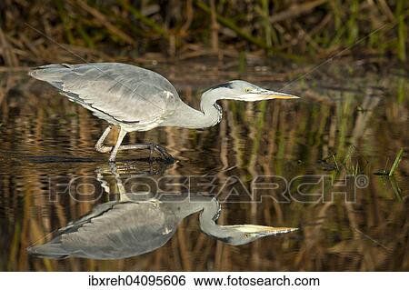 Grey Heron (Ardea cinerea), young bird, Tyrol, Austria, Europe View Large Photo Image Stock Photograph - Grey Heron (Ardea cinerea), young bird, Tyrol, Austria, Europe. Fotosearch