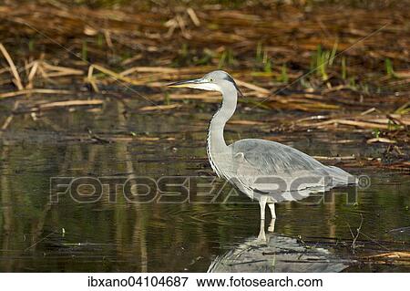 Grey Heron (Ardea cinerea), young, Tyrol, Austria, Europe View Large Photo Image Stock Photo - Grey Heron (Ardea cinerea), young, Tyrol, Austria, Europe. Fotosearch