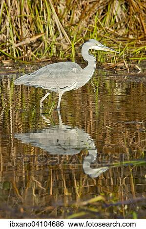Grey Heron (Ardea cinerea), young, Tyrol, Austria, Europe View Large Photo Image Stock Photograph - Grey Heron (Ardea cinerea), young, Tyrol, Austria, Europe. Fotosearch