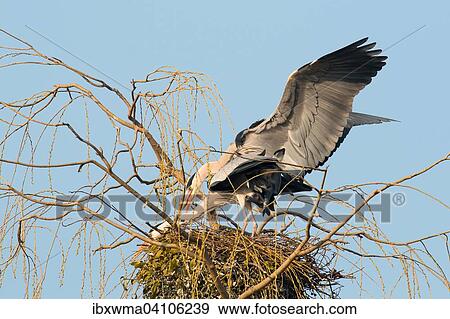 Grey herons (Ardea cinerea), mating in their nest, Lower Saxony, Germany, Europe View Large Photo Image Stock Photo - Grey herons (Ardea cinerea), mating in their nest, Lower Saxony, Germany, Europe. Fotosearch