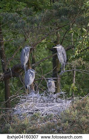 Grey herons (Ardea cinerea), Rhineland-Palatinate, Germany, Europe View Large Photo Image Stock Photo - Grey herons (Ardea cinerea), Rhineland-Palatinate, Germany, Europe. Fotosearch