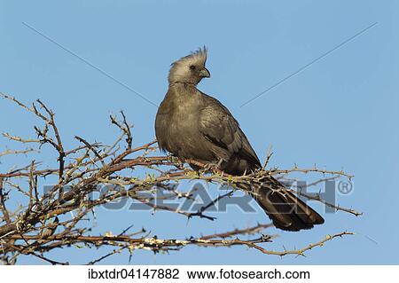 Grey Lourie or Grey Go-Away-Bird (Corythaixoides concolor), Okavango Delta, Moremi Wildlife Reserve, Botswana, Africa View Large Photo Image Stock Image - Grey Lourie or Grey Go-Away-Bird (Corythaixoides concolor), Okavango Delta, Moremi Wildlife Reserve, Botswana, Africa. Fotosearch