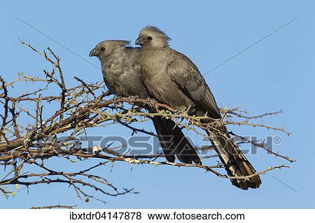 Grey Lourie or Grey Go-Away-Bird (Corythaixoides concolor), pair, Okavango Delta, Moremi Wildlife Reserve, Botswana, Africa View Large Photo Image Stock Photo - Grey Lourie or Grey Go-Away-Bird (Corythaixoides concolor), pair, Okavango Delta, Moremi Wildlife Reserve, Botswana, Africa. Fotosearch