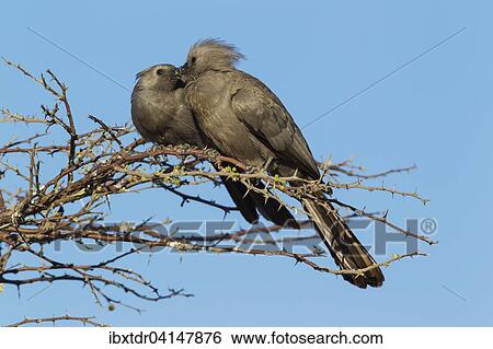 Grey Lourie or Grey Go-Away-Bird (Corythaixoides concolor), pair, Okavango Delta, Moremi Wildlife Reserve, Botswana, Africa View Large Photo Image Stock Photograph - Grey Lourie or Grey Go-Away-Bird (Corythaixoides concolor), pair, Okavango Delta, Moremi Wildlife Reserve, Botswana, Africa. Fotosearch