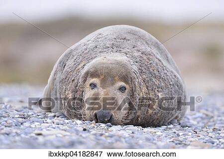 Grey Seal (Halichoerus grypus), bull lying on the beach of Heligoland, Schleswig-Holstein, Germany, Europe View Large Photo Image Stock Photo - Grey Seal (Halichoerus grypus), bull lying on the beach of Heligoland, Schleswig-Holstein, Germany, Europe. Fotosearch