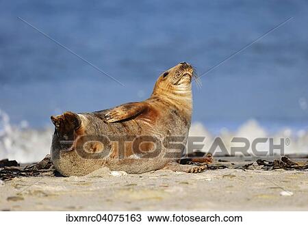 Grey Seal (Halichoerus grypus) on the beach, Heligoland, Schleswig-Holstein, Germany, Europe View Large Photo Image Stock Image - Grey Seal (Halichoerus grypus) on the beach, Heligoland, Schleswig-Holstein, Germany, Europe. Fotosearch