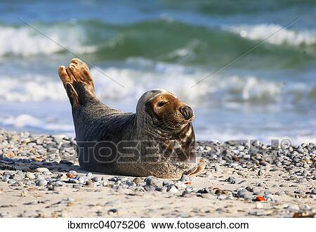 Grey Seal (Halichoerus grypus) on the beach, Heligoland, Schleswig-Holstein, Germany, Europe View Large Photo Image Stock Photograph - Grey Seal (Halichoerus grypus) on the beach, Heligoland, Schleswig-Holstein, Germany, Europe. Fotosearch