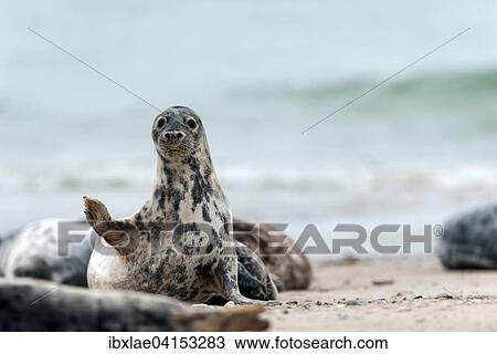 Grey Seal (Halichoerus grypus), Heligoland, Schleswig-Holstein, Germany, Europe View Large Photo Image Stock Image - Grey Seal (Halichoerus grypus), Heligoland, Schleswig-Holstein, Germany, Europe. Fotosearch
