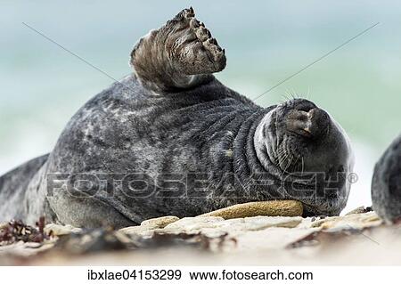 Stock Photo - Grey Seal (Halichoerus grypus), Heligoland, Schleswig-Holstein, Germany, Europe. Fotosearch