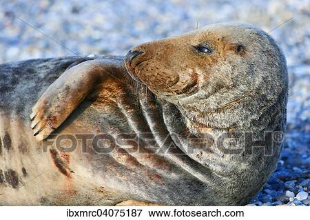 Grey Seal (Halichoerus grypus), Heligoland, Schleswig-Holstein, Germany, Europe View Large Photo Image Stock Photo - Grey Seal (Halichoerus grypus), Heligoland, Schleswig-Holstein, Germany, Europe. Fotosearch