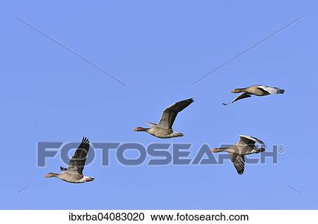 Greylag Geese (Anser anser), in flight, North Rhine-Westphalia, Germany, Europe View Large Photo Image Stock Image - Greylag Geese (Anser anser), in flight, North Rhine-Westphalia, Germany, Europe. Fotosearch