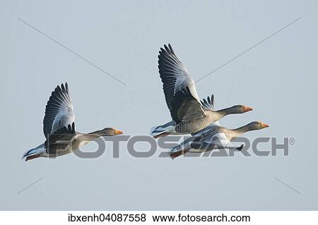 Greylag Geese (Anser anser) in flight, East Frisia, Lower Saxony, Germany, Europe View Large Photo Image Stock Photo - Greylag Geese (Anser anser) in flight, East Frisia, Lower Saxony, Germany, Europe. Fotosearch