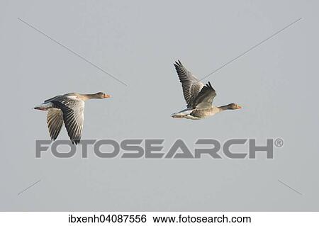 Stock Photograph - Greylag Geese (Anser anser) in flight, East Frisia, Lower Saxony, Germany, Europe. Fotosearch