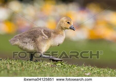 Greylag Goose (Anser anser) chick, Hesse, Germany, Europe View Large Photo Image Stock Image - Greylag Goose (Anser anser) chick, Hesse, Germany, Europe. Fotosearch