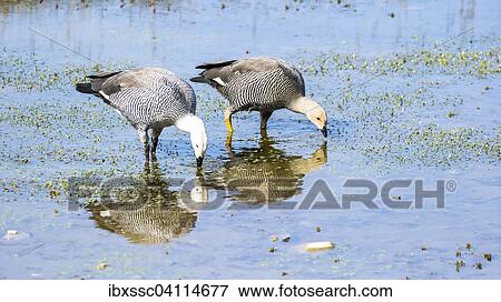 Stock Photo - Greylag goose (Anser anser), National Park Tierro del Fuego, Patagonia, Argentina, South America. Fotosearch