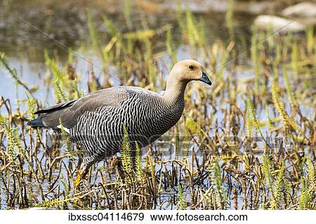 Greylag goose (Anser anser), National Park Tierro del Fuego, Patagonia, Argentina, South America View Large Photo Image Stock Photo - Greylag goose (Anser anser), National Park Tierro del Fuego, Patagonia, Argentina, South America. Fotosearch