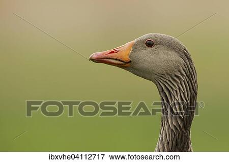 Stock Photo - Greylag goose (Anser anser), portrait, Rhine-Main region, Hesse, Germany, Europe. Fotosearch