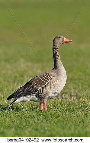 Greylag Goose (Anser anser) standing in a meadow, North Rhine-Westphalia, Germany, Europe View Large Photo Image Stock Image - Greylag Goose (Anser anser) standing in a meadow, North Rhine-Westphalia, Germany, Europe. Fotosearch