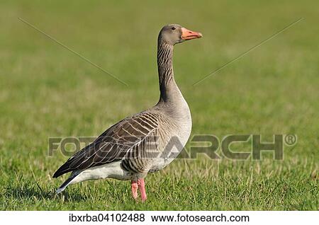 Greylag Goose (Anser anser) standing in a meadow, North Rhine-Westphalia, Germany, Europe View Large Photo Image Stock Photo - Greylag Goose (Anser anser) standing in a meadow, North Rhine-Westphalia, Germany, Europe. Fotosearch