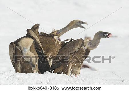 Griffon Vulture (Gyps fulvus) feeding in the snow, Pyrenees, Catalonia, Spain, Europe View Large Photo Image Stock Photography - Griffon Vulture (Gyps fulvus) feeding in the snow, Pyrenees, Catalonia, Spain, Europe. Fotosearch