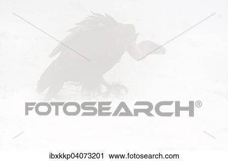 Griffon Vulture (Gyps fulvus) in dense fog in the snow, Pyrenees, Catalonia, Spain, Europe View Large Photo Image Stock Image - Griffon Vulture (Gyps fulvus) in dense fog in the snow, Pyrenees, Catalonia, Spain, Europe. Fotosearch