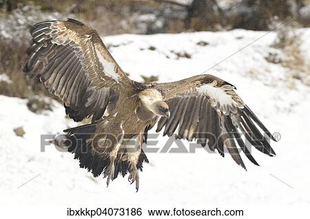 Griffon Vulture (Gyps fulvus) in flight, snow, Pyrenees, Catalonia, Spain, Europe View Large Photo Image Stock Photograph - Griffon Vulture (Gyps fulvus) in flight, snow, Pyrenees, Catalonia, Spain, Europe. Fotosearch