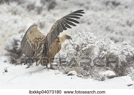 Griffon Vulture (Gyps fulvus) in the snow, Pyrenees, Catalonia, Spain, Europe View Large Photo Image Stock Image - Griffon Vulture (Gyps fulvus) in the snow, Pyrenees, Catalonia, Spain, Europe. Fotosearch