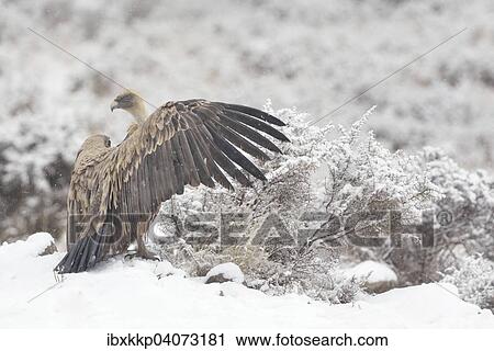 Griffon Vulture (Gyps fulvus) in the snow, Pyrenees, Catalonia, Spain, Europe View Large Photo Image Stock Image - Griffon Vulture (Gyps fulvus) in the snow, Pyrenees, Catalonia, Spain, Europe. Fotosearch