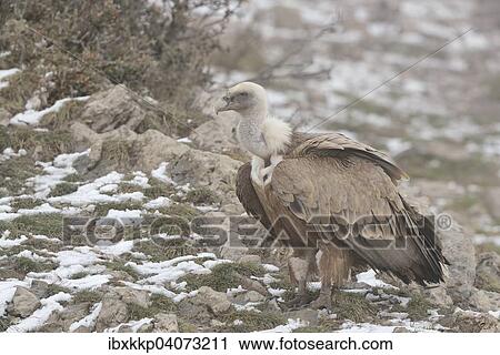 Griffon Vulture (Gyps fulvus) in the snow, Pyrenees, Catalonia, Spain, Europe View Large Photo Image Stock Image - Griffon Vulture (Gyps fulvus) in the snow, Pyrenees, Catalonia, Spain, Europe. Fotosearch