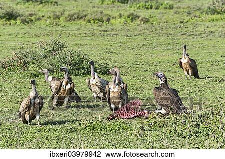 Griffon vultures (Gyps fulvus), Serengeti, Tanzania, Africa View Large Photo Image Stock Image - Griffon vultures (Gyps fulvus), Serengeti, Tanzania, Africa. Fotosearch