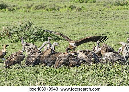 Griffon vultures (Gyps fulvus), Serengeti, Tanzania, Africa View Large Photo Image Stock Image - Griffon vultures (Gyps fulvus), Serengeti, Tanzania, Africa. Fotosearch
