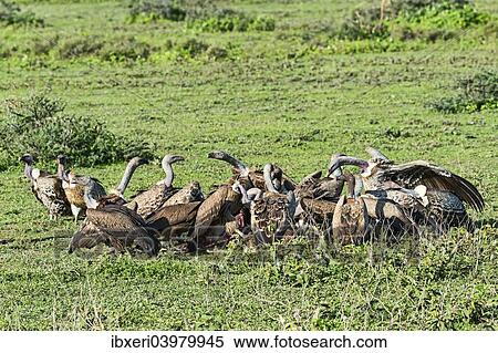 Griffon vultures (Gyps fulvus), Serengeti, Tanzania, Africa View Large Photo Image Stock Photography - Griffon vultures (Gyps fulvus), Serengeti, Tanzania, Africa. Fotosearch