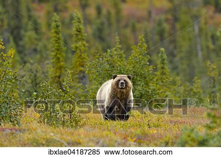 Grizzly Bear (Ursus arctos horribilis) standing between blueberries, Arctic Circle, McPherson, Yukon Territory, Canada, North America View Large Photo Image Stock Photography - Grizzly Bear (Ursus arctos horribilis) standing between blueberries, Arctic Circle, McPherson, Yukon Territory, Canada, North America. Fotosearch