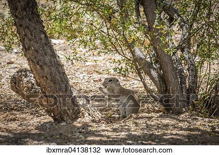 Ground Squirrel (Xerina sp. ) sitting in front of burrow, feeding, Arizona, USA View Large Photo Image Stock Image - Ground Squirrel (Xerina sp. ) sitting in front of burrow, feeding, Arizona, USA. Fotosearch