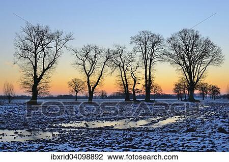Group of English oaks (Quercus robur) on a snow covered field at dawn, Geldern, North Rhine-Westphalia, Germany, Europe View Large Photo Image Stock Image - Group of English oaks (Quercus robur) on a snow covered field at dawn, Geldern, North Rhine-Westphalia, Germany, Europe. Fotosearch