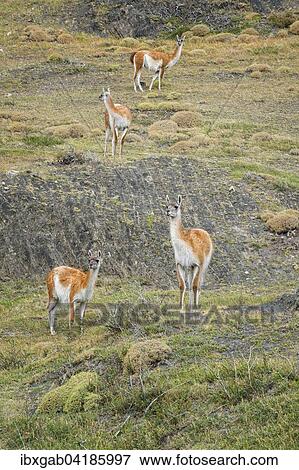 Group of Guanacos (Lama guanicoe) in the steppe, Torres del Paine National Park, Chilean Patagonia, Chile, South America View Large Photo Image Stock Photo - Group of Guanacos (Lama guanicoe) in the steppe, Torres del Paine National Park, Chilean Patagonia, Chile, South America. Fotosearch