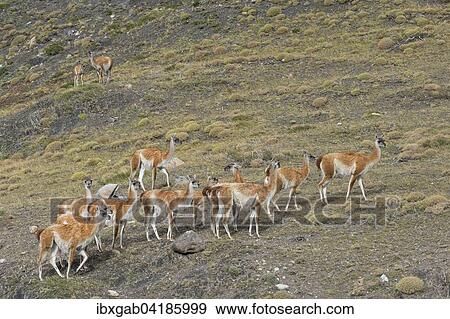 Group of Guanacos (Lama guanicoe) in the steppe, Torres del Paine National Park, Chilean Patagonia, Chile, South America View Large Photo Image Stock Photo - Group of Guanacos (Lama guanicoe) in the steppe, Torres del Paine National Park, Chilean Patagonia, Chile, South America. Fotosearch