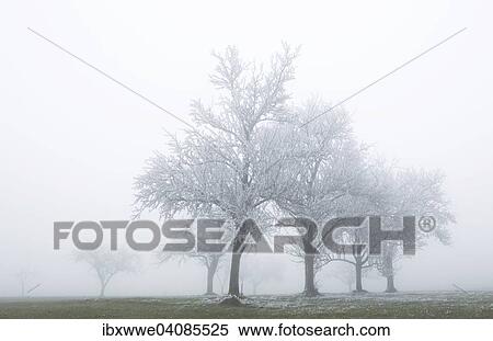 Stock Photography - Group of trees in the fog, with hoarfrost, Mondsee lake, Mondseeland region, Salzkammergut, Upper Austria, Austria, Europe. Fotosearch