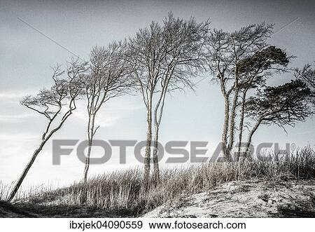 Stock Photo - Group of trees on the dune Ostseedune, Weststrand beach, Darss, Western Pomerania Lagoon Area National Park, Mecklenburg-Western Pomerania, Germany, Europe. Fotosearch