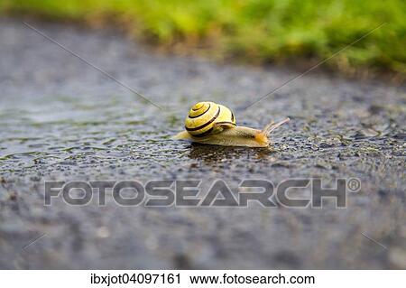 Grove snail (Cepaea nemoralis), on wet asphalt, Germany, Europe View Large Photo Image Stock Image - Grove snail (Cepaea nemoralis), on wet asphalt, Germany, Europe. Fotosearch